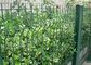 Сваренное зеленым цветом украшение загородки сада провода с шириной 1.5-3.0м поставщик