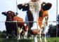 Анти- скотины корозии загоняют в загон панели/панели загородки фермы для животноводства поставщик