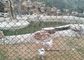 ПВК покрыл звено цепи ограждать загородки плетения провода/провода зеленого цвета для предохранения от зоопарка поставщик